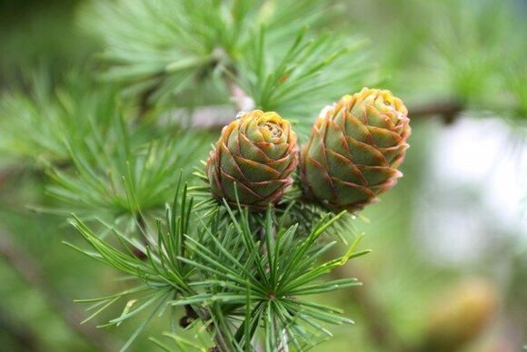 pine cones para sa mga parasito