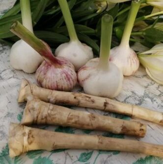 Horseradish at bawang laban sa Lamblia