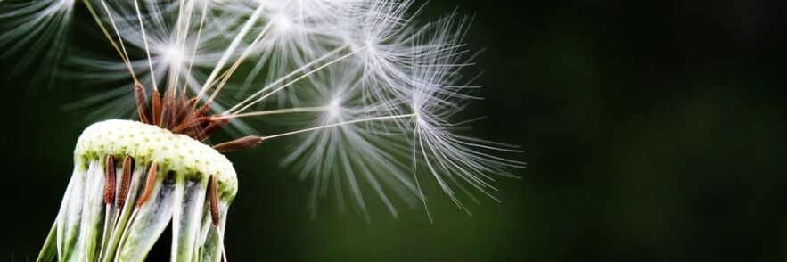 dandelion laban sa mga uod