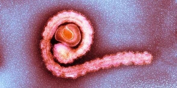 Dwarf tapeworm sa katawan ng tao